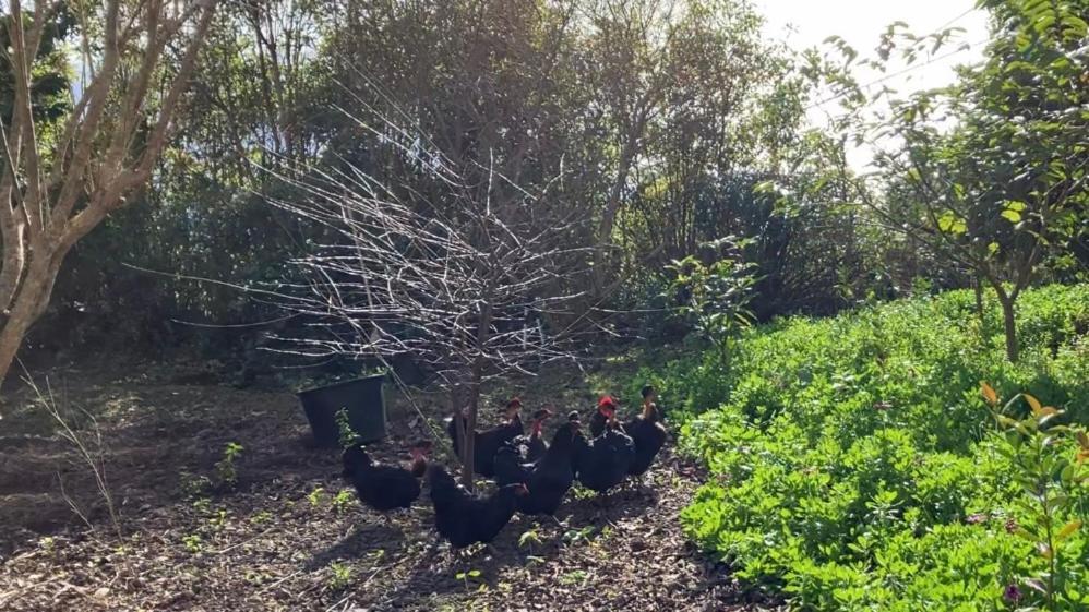 Vistalinda Farmhouse Faja dos Vimes Dış mekan fotoğraf